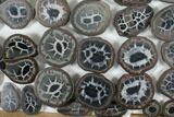 Lot: to Small Cut Septarian Nodules - Pairs #92181-1